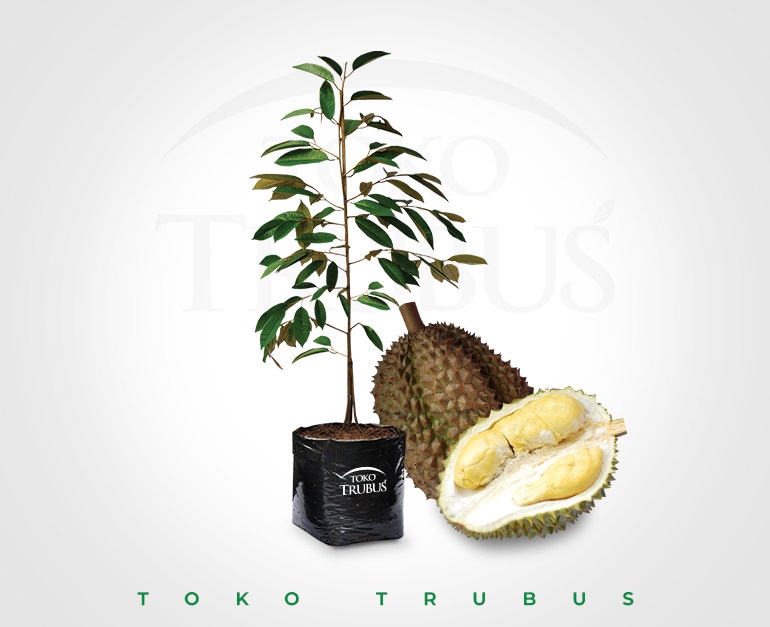 Bibit Durian Bawor