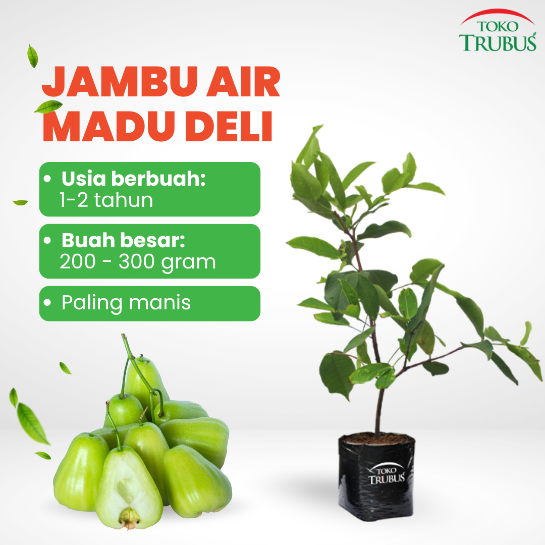 Bibit Jambu Air Madu Deli