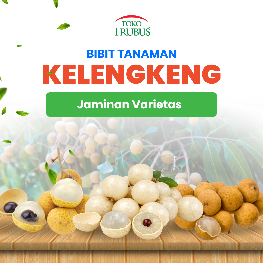 Bibit Kelengkeng New Kristal