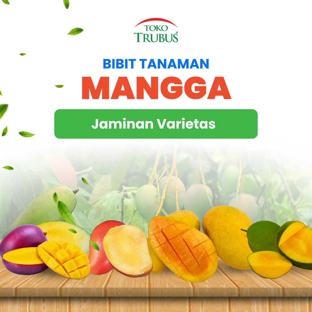 Bibit Mangga Harumanis