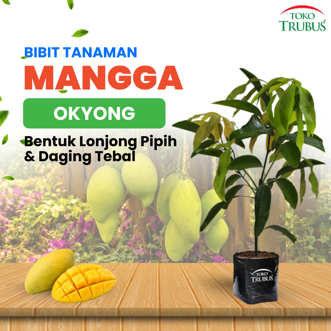 Bibit Mangga Okyong