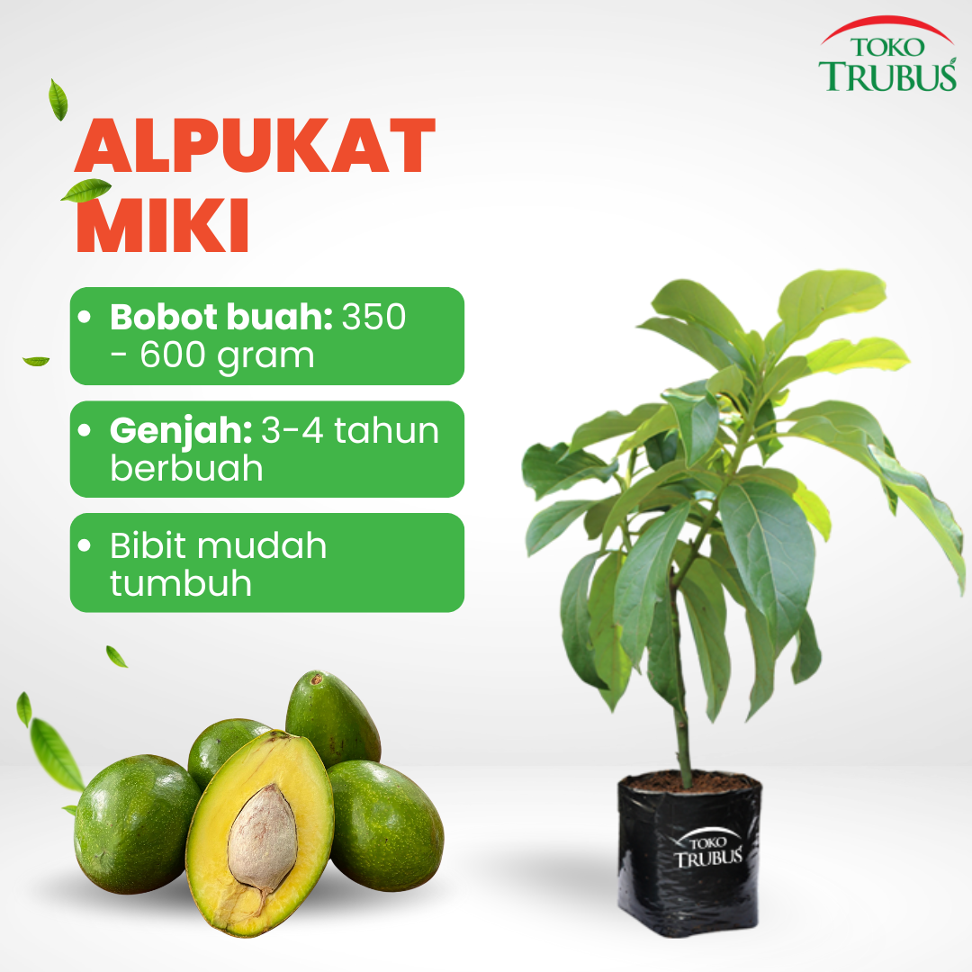 Alpukat Miki