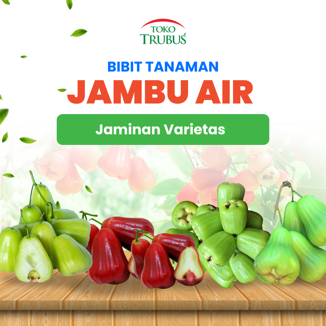 Jambu Air Dalhari