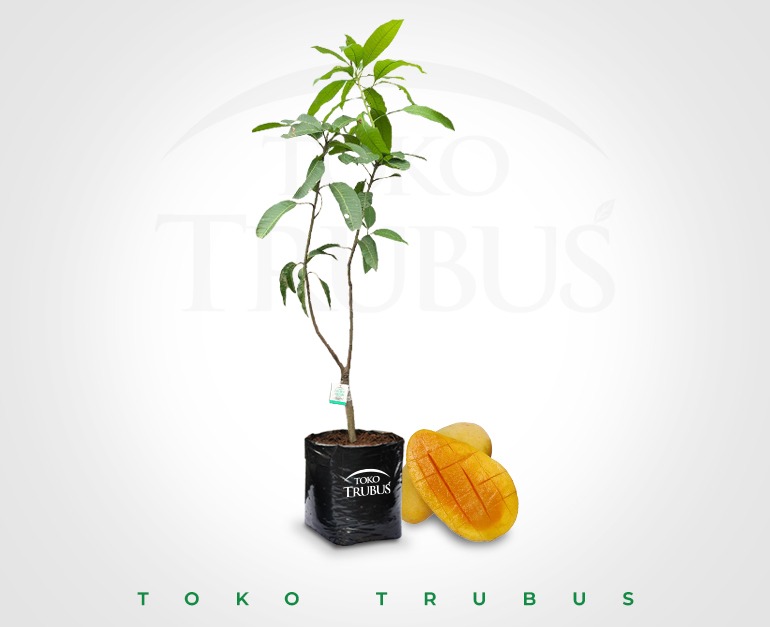 Mangga Chokanan