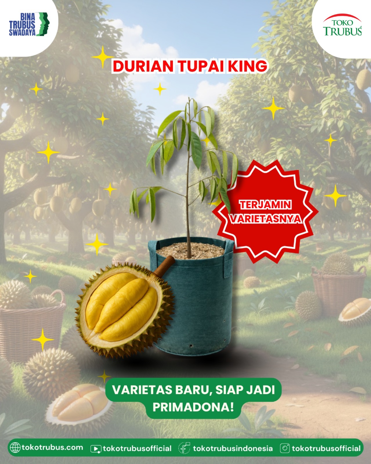 TRUBUS TANAMAN DURIAN TUPAI KING